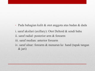- Pada bahagian kulit & otot anggota atas badan & dada
i. saraf aksilari (axillary): Otot Deltoid & sendi bahu
ii. saraf radial: posterior arm & forearm
iii. saraf median: anterior forearm
iv. saraf ulnar: forearm & menurun ke hand (tapak tangan
& jari)
 