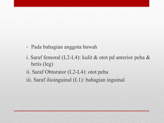 - Pada bahagian anggota bawah
i. Saraf femoral (L2-L4): kulit & otot pd anterior peha &
betis (leg)
ii. Saraf Obturator (L2-L4): otot peha
iii. Saraf ilioinguinal (L1): bahagian inguinal
 