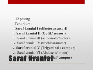 Saraf Kranial
- 12 pasang
- Terdiri drp :
i. Saraf kranial I (olfactory/sensori)
ii. Saraf kranial II (Optik/ sensori)
iii. Saraf cranial III (aculomotor/motor)
iv. Saraf cranial IV (trochlear/motor)
v. Saraf cranial V (Trigeminal / campur)
vi. Saraf cranial VI (Abducens/ motor)
vii. Saraf kranial VII (Facial/ campur)
 