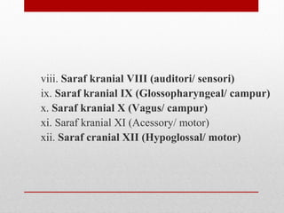 viii. Saraf kranial VIII (auditori/ sensori)
ix. Saraf kranial IX (Glossopharyngeal/ campur)
x. Saraf kranial X (Vagus/ campur)
xi. Saraf kranial XI (Acessory/ motor)
xii. Saraf cranial XII (Hypoglossal/ motor)
 
