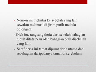 - Neuron ini melintas ke sebelah yang lain
sewaktu melintasi di jirim putih medula
oblongata
- Oleh itu, rangsang deria dari sebelah bahagian
tubuh ditafsirkan oleh bahagian otak disebelah
yang lain.
- Saraf deria ini tamat dipusat deria utama dan
sebahagian daripadanya tamat di serebelum
 