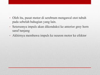 - Oleh itu, pusat motor di serebrum mengawal otot tubuh
pada sebelah bahagian yang lain.
- Seterusnya impuls akan dikonduksi ke anterior grey horn
saraf tunjang
- Akhirnya membawa impuls ke neuron motor ke efektor
 
