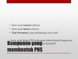 Komponen yang
membentuk PNS
• Serat saraf sensori (aferen)
• Serat saraf motor (eferen)
• Tisu Perantara yang melindungi serat saraf
- Serat saraf dalam PNS terkumpul dalam bentuk bungkusan
yang dilapisi oleh tisu perantara (konektif)
 