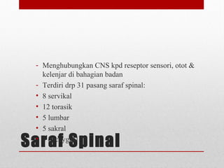 Saraf Spinal
- Menghubungkan CNS kpd reseptor sensori, otot &
kelenjar di bahagian badan
- Terdiri drp 31 pasang saraf spinal:
• 8 servikal
• 12 torasik
• 5 lumbar
• 5 sakral
• 1 coccygeal
 