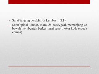 - Saraf tunjang berakhir di Lumbar 1 (L1)
- Saraf spinal lumbar, sakral & coccygeal, memanjang ke
bawah membentuk berkas saraf seperti ekor kuda (cauda
equina)
 