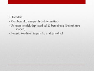 ii. Dendrit:
- Membentuk jirim putih (white matter)
- Unjuran pendek drp jasad sel & bercabang (bentuk tree
shaped)
- Fungsi: konduksi impuls ke arah jasad sel
 