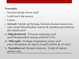 Neuroglia
- Sel penyokong sistem saraf
- Lebih kecil drp neuron
- 4 jenis:
i. Astrosit: bentuk spt bintang.Terletak diantara neuron dan
salur darah.Membekalkan nutrien & kekalkan persekitaran
utk impuls saraf
ii. Oligodendrosit: Tersusun sepanjang serat
saraf.Menghasilkan sarung mielin di CNS
iii. Mikroglia: Terdapat disepanjang sistem saraf
pusat.Merupakan sel fagosit (engulf mikrob & sel mati)
iv. Ependima sel: Bentuk kolumnar. Terdpt di lapisan
epitelia otak
 