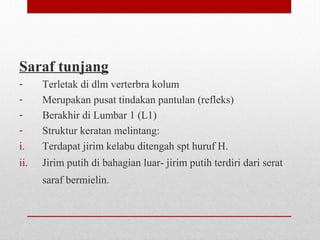 Saraf tunjang
- Terletak di dlm verterbra kolum
- Merupakan pusat tindakan pantulan (refleks)
- Berakhir di Lumbar 1 (L1)
- Struktur keratan melintang:
i. Terdapat jirim kelabu ditengah spt huruf H.
ii. Jirim putih di bahagian luar- jirim putih terdiri dari serat
saraf bermielin.
 
