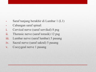 - Saraf tunjang berakhir di Lumbar 1 (L1)
- Cabangan saraf spinal:
i. Cervical nerve (saraf servikal) 8 psg
ii. Thorasic nerve (saraf torasik) 12 psg
iii. Lumbar nerve (saraf lumbar) 5 pasang
iv. Sacral nerve (saraf sakral) 5 pasang
v. Coccygeal nerve 1 pasang
 
