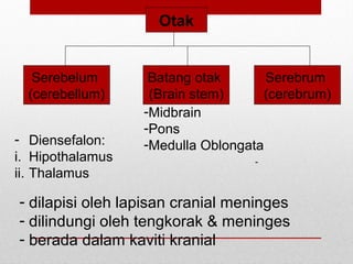 Otak
Serebelum
(cerebellum)
Serebrum
(cerebrum)
Batang otak
(Brain stem)
-
- Diensefalon:
i. Hipothalamus
ii. Thalamus
-Midbrain
-Pons
-Medulla Oblongata
- dilapisi oleh lapisan cranial meninges
- dilindungi oleh tengkorak & meninges
- berada dalam kaviti kranial
 