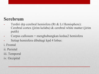 Serebrum
- Terdiri drp cerebral hemisfera (Rt & Lt Hemisphere):
Cerebral cortex (jirim kelabu) & cerebral white matter (jirim
putih)
- Corpus callosum = menghubungkan kedua2 hemisfera
- Setiap hemisfera dibahagi kpd 4 lobus:
i. Frontal
ii. Perietal
iii. Temporal
iv. Occipital
 