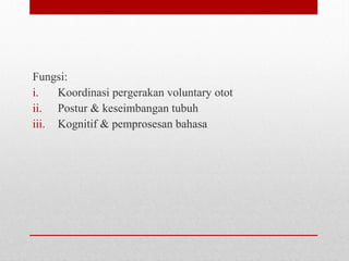 Fungsi:
i. Koordinasi pergerakan voluntary otot
ii. Postur & keseimbangan tubuh
iii. Kognitif & pemprosesan bahasa
 