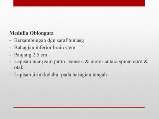 Medulla Oblongata
- Bersambungan dgn saraf tunjang
- Bahagian inferior brain stem
- Panjang 2.5 cm
- Lapisan luar jisim putih : sensori & motor antara spinal cord &
otak
- Lapisan jirim kelabu: pada bahagian tengah
 