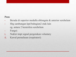 Pons
- Berada di superior medulla oblongata & anterior serebelum
- Sbg sambungan kpd bahagian2 otak lain
eg. antara 2 hemisfera serebelum
- Fungsi:
i. Nuklei tmpt signal pergerakan voluntary
ii. Kawal pernafasan (respiratori)
 