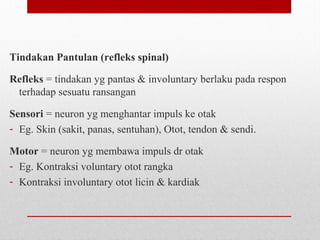 Tindakan Pantulan (refleks spinal)
Refleks = tindakan yg pantas & involuntary berlaku pada respon
terhadap sesuatu ransangan
Sensori = neuron yg menghantar impuls ke otak
- Eg. Skin (sakit, panas, sentuhan), Otot, tendon & sendi.
Motor = neuron yg membawa impuls dr otak
- Eg. Kontraksi voluntary otot rangka
- Kontraksi involuntary otot licin & kardiak
 