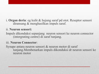 i. Organ deria: eg kulit & hujung saraf pd otot. Reseptor sensori
diransang & menghasilkan impuls saraf.
ii. Neuron sensori:
Impuls dikonduksi sepanjang neuron sensori ke neuron connector
(intergrating centre) di saraf tunjang.
iii. Neuron Connector:
Synape antara neuron sensori & neuron motor di saraf
tunjang.Membenarkan impuls dikonduksi dr neuron sensori ke
neuron motor
 