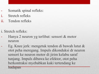 - Somatik spinal refleks:
i. Stretch refleks
ii. Tendon refleks
i. Stretch refleks:
- Hanya 2 neuron yg terlibat: sensori & motor
neuron
- Eg. Knee jerk: mengetuk tendon di bawah lutut &
otot peha meregang. Impuls dikonduksi dr neuron
sensori ke neuron motor di jirim kelabu saraf
tunjang. Impuls dibawa ke efektor, otot peha
berkontraksi myebabkan kaki tertendang ke
hadapan
 