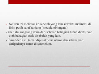 - Neuron ini melintas ke sebelah yang lain sewaktu melintasi di
jirim putih saraf tunjang (medula oblongata)
- Oleh itu, rangsang deria dari sebelah bahagian tubuh ditafsirkan
oleh bahagian otak disebelah yang lain.
- Saraf deria ini tamat dipusat deria utama dan sebahagian
daripadanya tamat di serebelum.
 