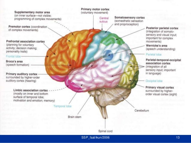 Gambar Pusat Saraf - Pengertian dan Jenis Sel Saraf (Neuron) - Ilmu