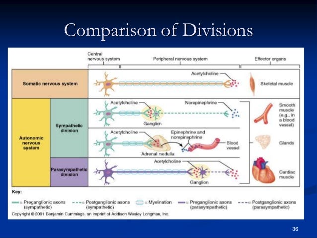 Sistem saraf pusat anatomi faal