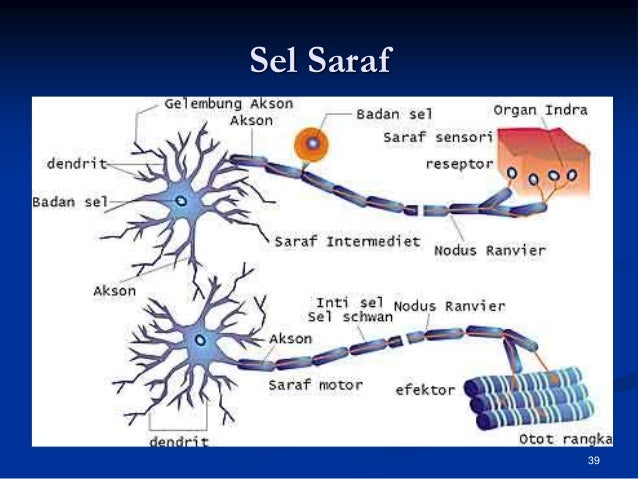 Sistem saraf pusat anatomi faal