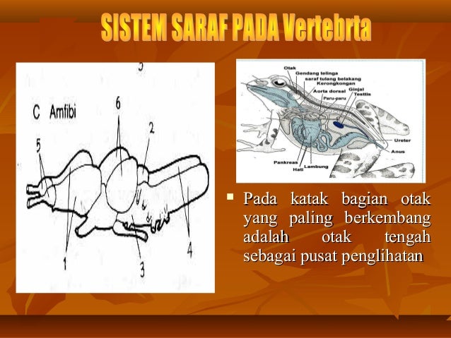  Sistem saraf vertebrata 