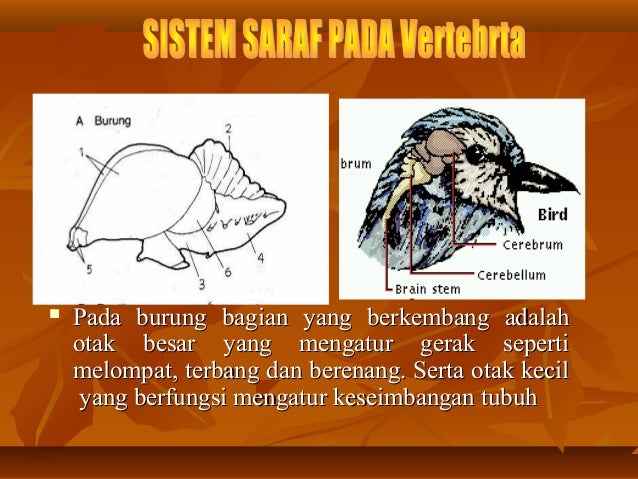  Sistem saraf vertebrata 