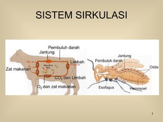 SISTEM SIRKULASI 