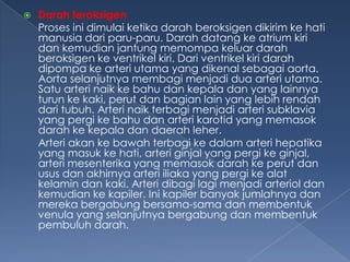 

Darah teroksigen
Proses ini dimulai ketika darah beroksigen dikirim ke hati
manusia dari paru-paru. Darah datang ke atrium kiri
dan kemudian jantung memompa keluar darah
beroksigen ke ventrikel kiri. Dari ventrikel kiri darah
dipompa ke arteri utama yang dikenal sebagai aorta.
Aorta selanjutnya membagi menjadi dua arteri utama.
Satu arteri naik ke bahu dan kepala dan yang lainnya
turun ke kaki, perut dan bagian lain yang lebih rendah
dari tubuh. Arteri naik terbagi menjadi arteri subklavia
yang pergi ke bahu dan arteri karotid yang memasok
darah ke kepala dan daerah leher.
Arteri akan ke bawah terbagi ke dalam arteri hepatika
yang masuk ke hati, arteri ginjal yang pergi ke ginjal,
arteri mesenterika yang memasok darah ke perut dan
usus dan akhirnya arteri iliaka yang pergi ke alat
kelamin dan kaki. Arteri dibagi lagi menjadi arteriol dan
kemudian ke kapiler. Ini kapiler banyak jumlahnya dan
mereka bergabung bersama-sama dan membentuk
venula yang selanjutnya bergabung dan membentuk
pembuluh darah.

 