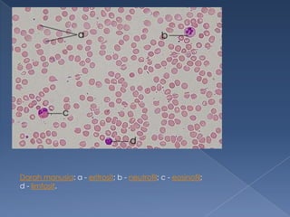 Darah manusia: a - eritrosit; b - neutrofil; c - eosinofil;
d - limfosit.

 