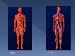 ARTERI

VENA

 
