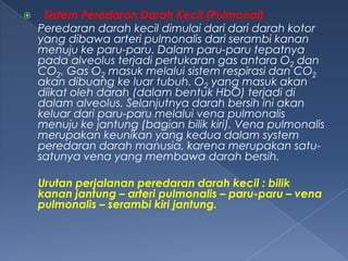 

Sistem Peredaran Darah Kecil (Pulmonal)
Peredaran darah kecil dimulai dari dari darah kotor
yang dibawa arteri pulmonalis dari serambi kanan
menuju ke paru-paru. Dalam paru-paru tepatnya
pada alveolus terjadi pertukaran gas antara O2 dan
CO2. Gas O2 masuk melalui sistem respirasi dan CO2
akan dibuang ke luar tubuh. O2 yang masuk akan
diikat oleh darah (dalam bentuk HbO) terjadi di
dalam alveolus. Selanjutnya darah bersih ini akan
keluar dari paru-paru melalui vena pulmonalis
menuju ke jantung (bagian bilik kiri). Vena pulmonalis
merupakan keunikan yang kedua dalam system
peredaran darah manusia, karena merupakan satusatunya vena yang membawa darah bersih.
Urutan perjalanan peredaran darah kecil : bilik
kanan jantung – arteri pulmonalis – paru-paru – vena
pulmonalis – serambi kiri jantung.

 
