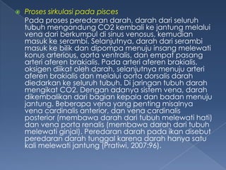 

Proses sirkulasi pada pisces
Pada proses peredaran darah, darah dari seluruh
tubuh mengandung CO2 kembali ke jantung melalui
vena dari berkumpul di sinus venosus, kemudian
masuk ke serambi. Selanjutnya, darah dari serambi
masuk ke bilik dan dipompa menuju insang melewati
konus arterious, aorta ventralis, dan empat pasang
arteri aferen brakialis. Pada arteri aferen brakialis,
oksigen diikat oleh darah, selanjutnya menuju arteri
aferen brakialis dan melalui aorta dorsalis darah
diedarkan ke seluruh tubuh. Di jaringan tubuh darah
mengikat CO2. Dengan adanya sistem vena, darah
dikembalikan dari bagian kepala dan badan menuju
jantung. Beberapa vena yang penting misalnya
vena cardinalis anterior, dan vena cardinalis
posterior (membawa darah dari tubuh melewati hati)
dan vena porta renalis (membawa darah dari tubuh
melewati ginjal). Peredaran darah pada ikan disebut
peredaran darah tunggal karena darah hanya satu
kali melewati jantung (Pratiwi, 2007:96).

 