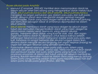 Proses sirkulasi pada Amphibi
 Menurut (Campbell, 2000:45) Ventrikel akan memompakan darah ke
dalam sebuah arteri bercabang yang mengarahkan darah melalui dua
sirkuit: sirkuit pulmokutaneus dan sirkuit sistemik. Sirkuit pulmokutaneus
mengarah ke jarigan pertukaran gas (dalam paru-paru dan kulit pada
katak), dimana darah akan mengambil oksigen sembari mengalir
melalui kapiler. Darah yang kaya oksigen kembali ke atrium kiri jantung,
dan kemudian sebagian besar di antaranya dipompakan ke dalam
sirkuit sistemik.
 Sirkuit sistemik membawa darah yang kaya oksigen ke seluruh organ
tubuh dan kemudian mengembalikan darah yang miskin oksigen ke
atrium kanan melalui vena. Skema ini, yang disebut sirkulasi
ganda, menjamin aliran darah yang kuat ke otak, otot, dan organorgan lain karena darah itu dipompa untuk kedua kalinya setelah
kehilangan tekanannya dalam hamparan kapiler pada paru-paru dan
kulit. Keadaan ini sangat berbeda dari sirkulasi tunggal dalam ikan,
dimana darah mengalir secara langsung dari organ respirasi (insang) ke
organ lain dengan tekanan yang semakin berkurang.
 Pada katak dikenal adanya sistem porta yaitu suatu sistem yang
dibentuk oleh pembuluh balik (vena) saja. Vena mengumpulkan darah
dari pembuluh kapiler dari suatu sistem porta yang terbagi menjadi
anyaman-anyaman di dalam alat tubuh yang lain sebelum kembali ke
jantung. Barulah kemudian masuk ke dalam vena yang menuju jantung.
Sistem porta yang penting adalah sistem porta hepatika pada hati dan
sistem porta renalis pada ginjal (Pratiwi, 2007:98).

 