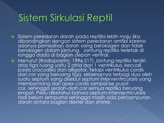 



Sistem peredaran darah pada reptilia lebih maju jika
dibandingkan dengan sistem peredaran amfibi karena
adanya pemisahan darah yang beroksigen dan tidak
beroksigen dalam jantung. Jantung reptilia terletak di
rongga dada di bagian depan ventral.
Menurut (Radiopoetro, 1996:517) Jantung reptilia terdiri
atas tiga ruang yaitu 2 atria dan 1 ventrikulus, kecuali
pada crocodilia dan alligator. Tetapi ventrikulus cordis
dari cor yang beruang tiga, sebenarnya terbagi dua oleh
suatu septum yang disebut septum interventricularis yang
membentang dari apex cordis sampai ke pusat
cor, sehingga seolah-olah cor semua reptilia beruang
empat. Perlu diketahui bahwa septum interventricularis
tadi belum sempurna sehingga masih ada percampuran
darah antara bagian dexter dan sinister.

 