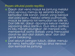 Proses sirkulasi pada reptilia
 Darah dari vena masuk ke jantung melalui
sinus venosus menuju ke serambi kanan,
kemudian bilik kanan. Darah yang berasal
dari paru-paru, melalui arteria pulmonalis,
masuk ke serambi kiri kemudian ke bilik kiri.
Dari bilik kiri, darah dipompa keluar melalui
sepasang arkus aortikus, Dua arkus aortikus
ini lalu menghubungkan diri menjadi satu
membentuk aorta dorsalis yang menyuplai
darah ke alat-alat dalam, ekor, dan alat
gerak belakang.
 Dari seluruh jaringan tubuh, darah menuju
ke vena, kemudian menuju sinus venosus
dan kembali ke jantung

 