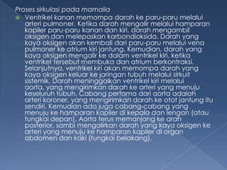 Proses sirkulasi pada mamalia
 Ventrikel kanan memompa darah ke paru-paru melalui
arteri pulmoner. Ketika darah mengalir melalui hamparan
kapiler paru-paru kanan dan kiri, darah mengambil
oksigen dan melepaskan karbondioksida. Darah yang
kaya oksigen akan kembali dari paru-paru melalui vena
pulmoner ke atrium kiri jantung. Kemudian, darah yang
kaya oksigen mengalir ke dalam ventrikel kiri, ketika
ventrikel tersebut membuka dan atrium berkontraksi.
Selanjutnya, ventrikel kiri akan memompa darah yang
kaya oksigen keluar ke jaringan tubuh melalui sirkuit
sistemik. Darah meninggalkan ventrikel kiri melalui
aorta, yang mengirimkan darah ke arteri yang menuju
keseluruh tubuh. Cabang pertama dari aorta adalah
arteri koroner, yang mengirimkan darah ke otot jantung itu
sendiri. Kemudian ada juga cabang-cabang yang
menuju ke hamparan kapiler di kepala dan lengan (atau
tungkai depan). Aorta terus memanjang ke arah
posterior, sambi mengalirkan darah yang kaya oksigen ke
arteri yang menuju ke hamparan kapiler di organ
abdomen dan kaki (tungkai belakang).

 