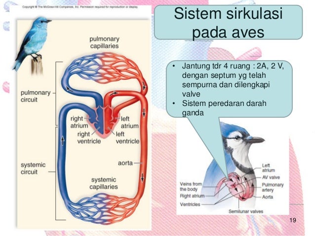  Sistem sirkulasi 