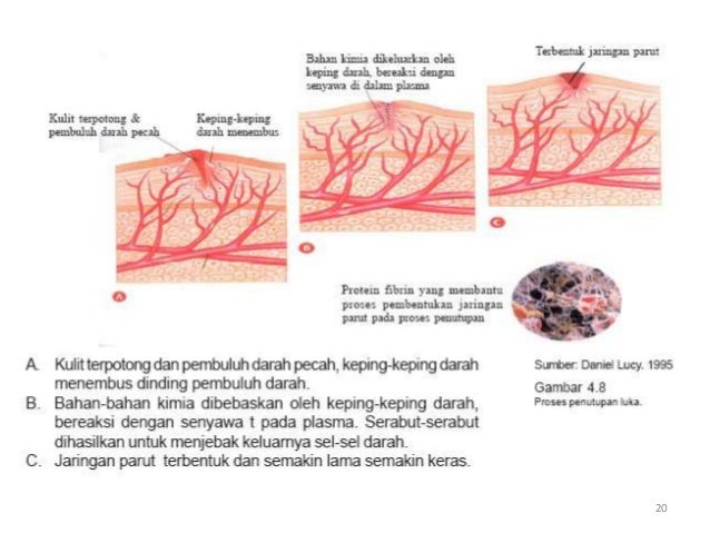 SISTEM PEREDARAN DARAH MANUSIA DAN HEWAN