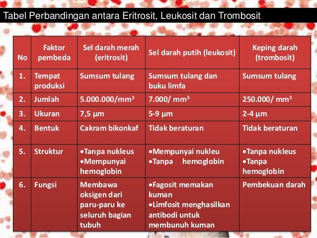 Sistem Peredaran Darah Manusia Dan Hewan