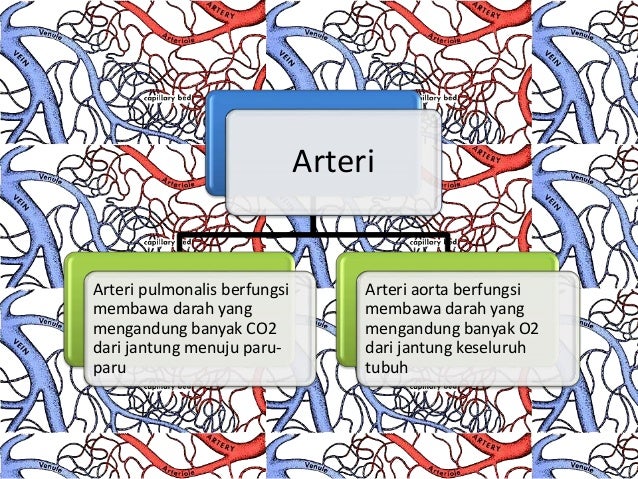 SISTEM PEREDARAN DARAH MANUSIA DAN HEWAN