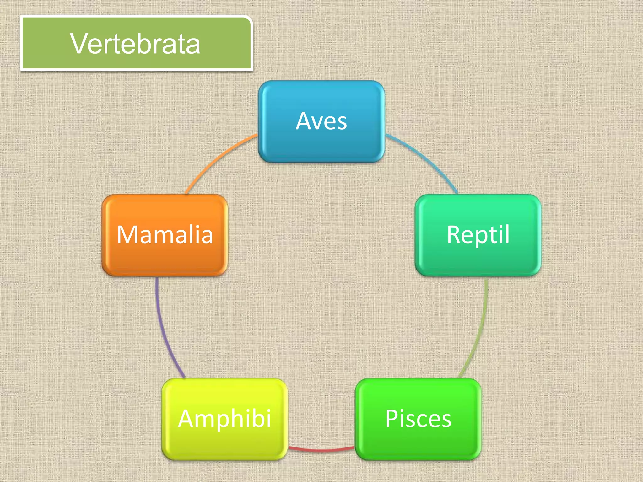 Sistem sirkulasi vertebrata | PPTX
