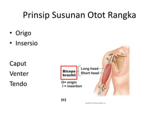 Sistem skeletal | PPTX