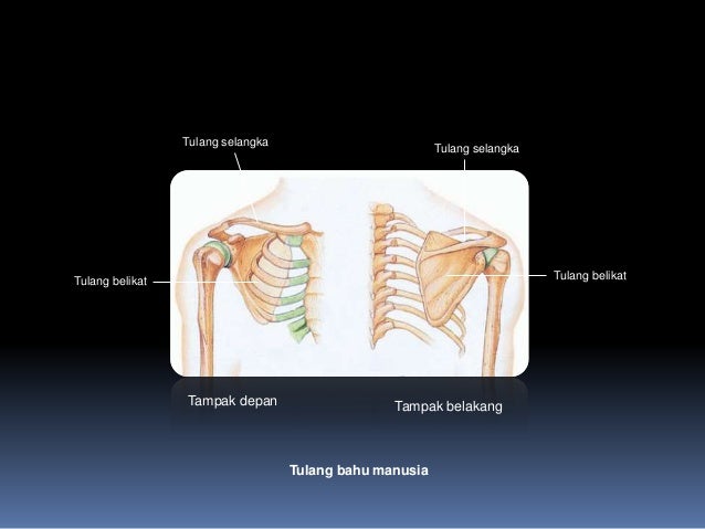 sistem-skeleton