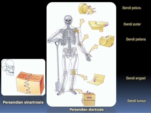 Sistem Skeleton
