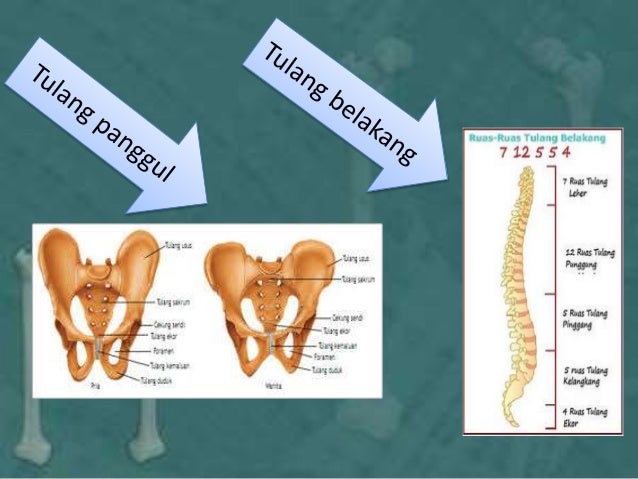 Sistem skeleton hewan vertebrata