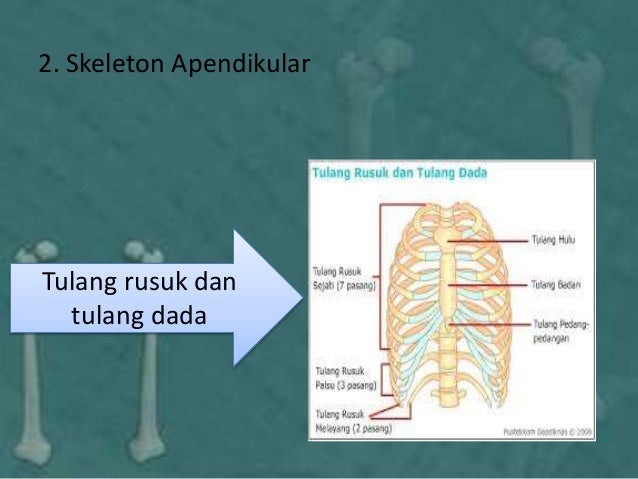 Sistem skeleton hewan vertebrata