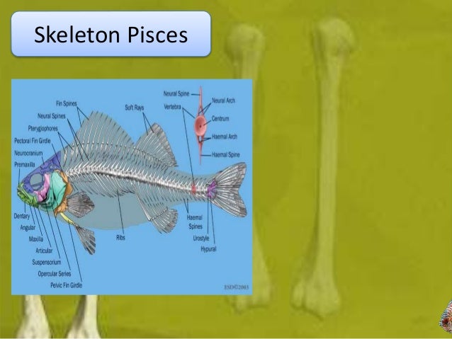 Sistem skeleton hewan vertebrata