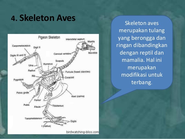Sistem skeleton hewan vertebrata Sistem skeleton hewan vertebrata