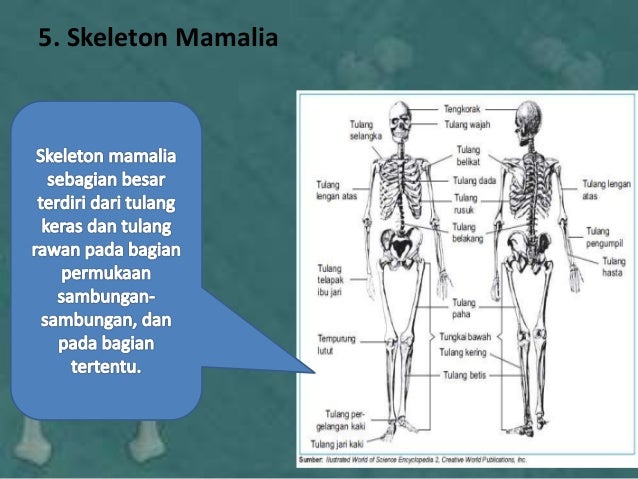 6400 Gambar Rangka Hewan Mamalia Terbaik